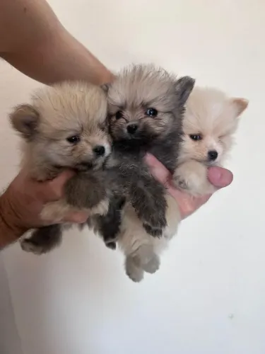 Lulu da Pomerânia Anão