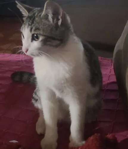 Gatinha Femea