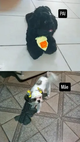 Venda-se cachorro com 1 mês e 1 dia