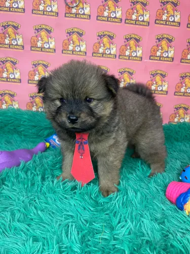Chow chow macho