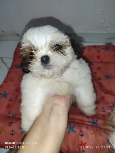 Cachorro 