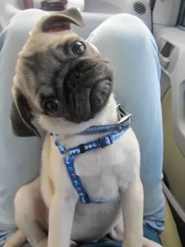 Filhote Pug, Diga sim para uma vida cheia de lambidas e carinho!