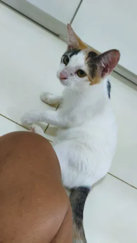 Doação de gatinha 