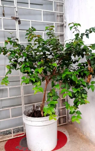 Pitanga (mudas grandes)