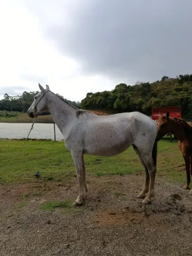 Egua mangalarga registrada prenha 