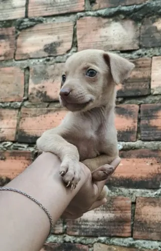 PINSCHER NÚMERO DOIS ÚLTIMA FEMÊA