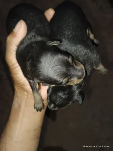 Cachorro pinscher 