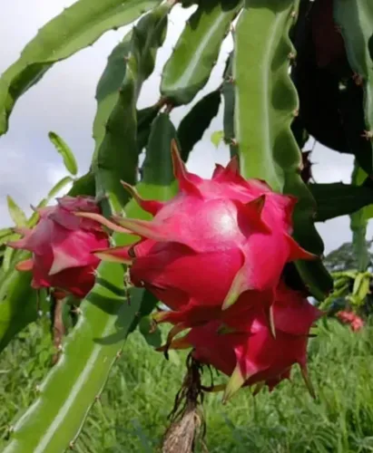 Mudas de pitaya autopolinizável 