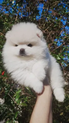 Spitz alemão