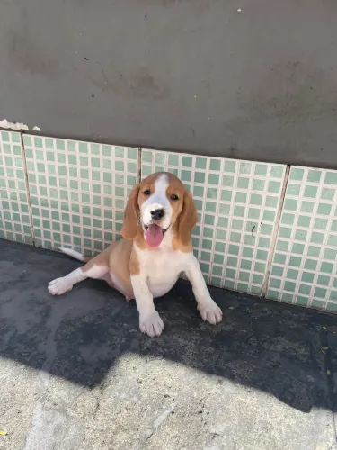 Beagle macho