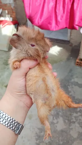 Vendo um casal de porquinhos da índia