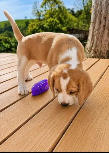 Filhotes de beagle