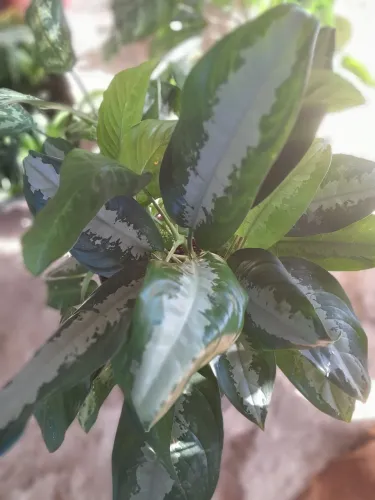 Plantas já pegadas