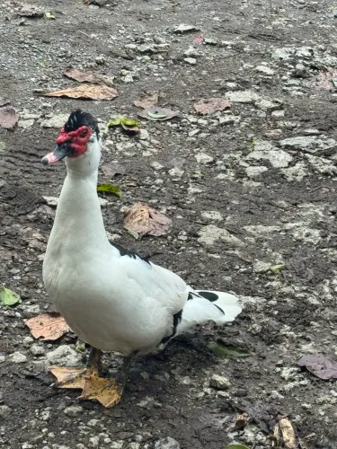 Galinha Angola, patos , coelho, estercos