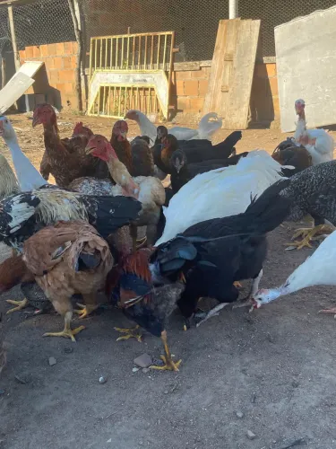 Galinhas de quintal