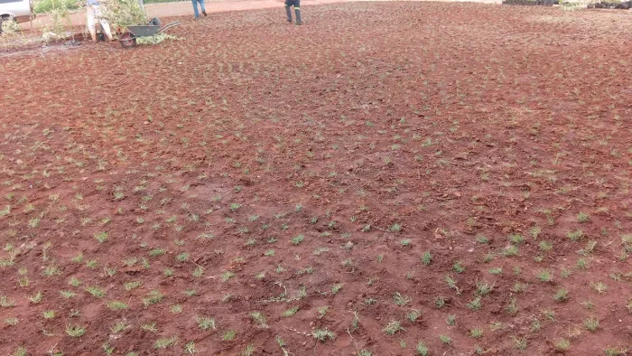 Grama bermuda tem desconto em grandes áreas Apartir de 300M²