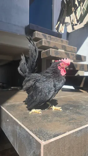 Frango garnize para doação