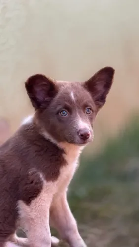Border collie chocolate