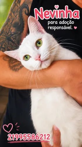 Gatos lindos castrados - para adoção - RIo de Janeiro