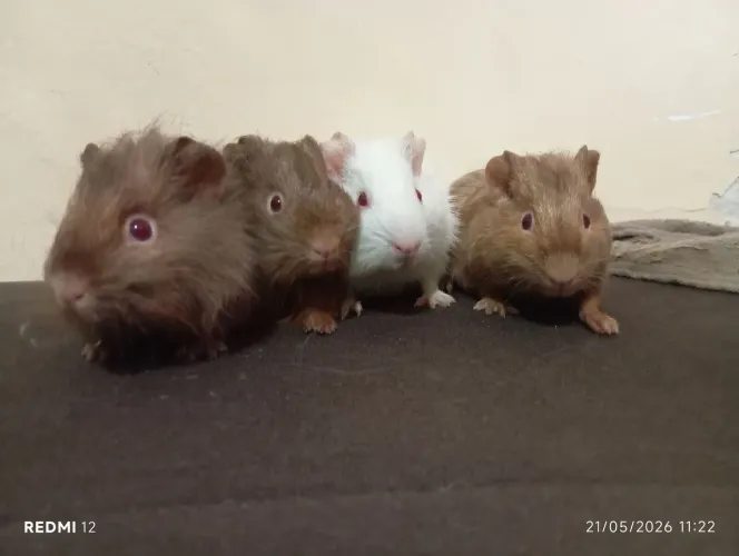 4 porquinhos da índia ? (2 casais)