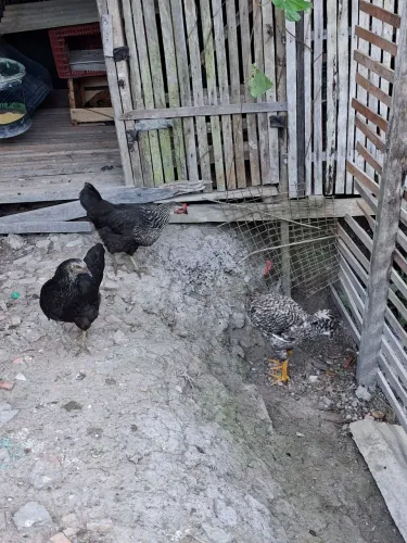Galinhas e um frango