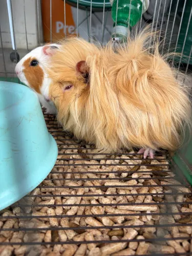Porquinho da índia pelo arrepiado