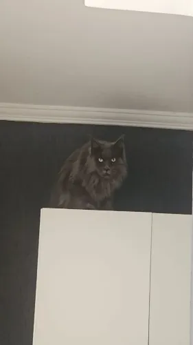 VENDO MAINE COON ADULTO
