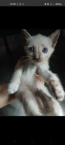 Gatinha para adoção 