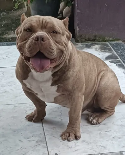 American Bully