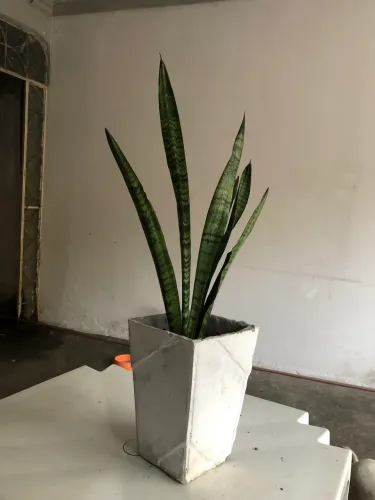 Espada de São jorge