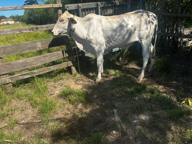 Novilha