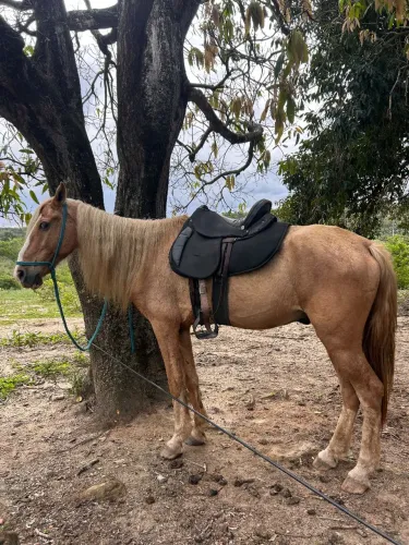 VENDE-SE CAVALO