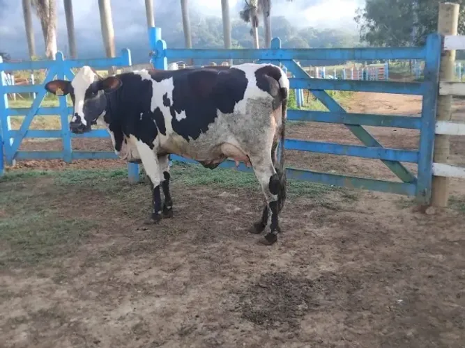 Vendo 2 vacas e 1 novilha de leite  - girolando