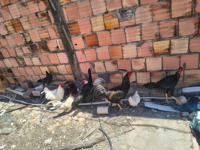 Galinhas bom para sítio vendo tudo