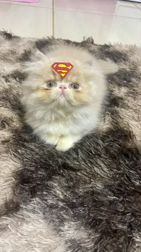 Gato Persa com Pedigree