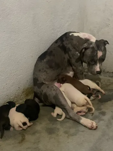 Filhotes de Pitbull