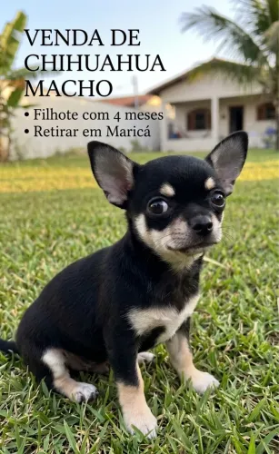chihuahua