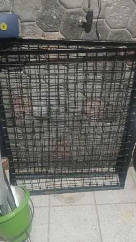 portão de ferro pra pet