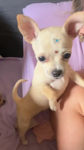 ? Filhote de Chihuahua Fêmea pelo curto.