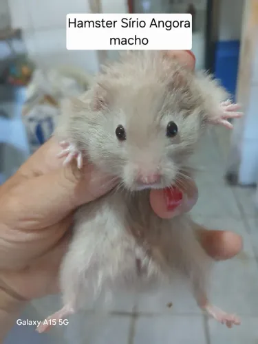 Hamster Sírio Angorá