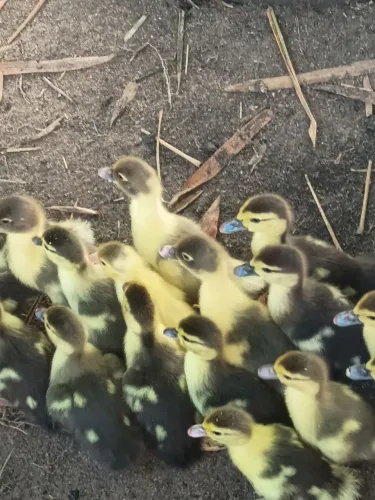 Vendas de patos filhotes