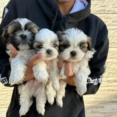 Mini filhotes de shih tzu puro fêmeas e machos