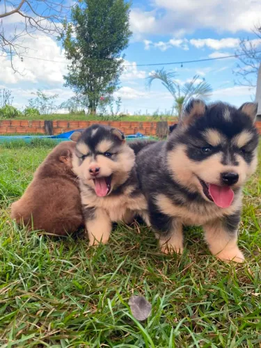 Husky siberiano filhote