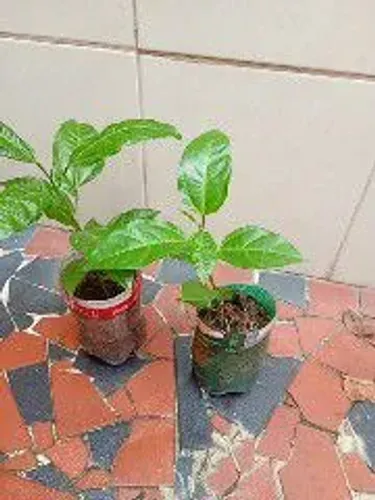Muda de maracujá amarelo
