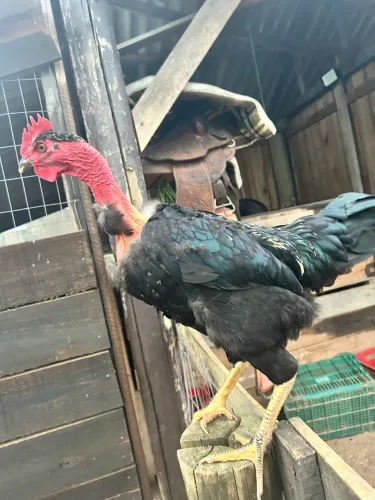 Galos a venda