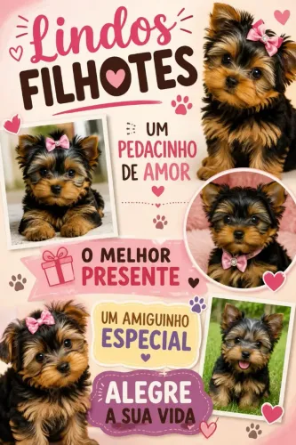 Yorkshire micro lindos filhotes