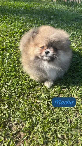 Spitz Alemão Filhote Encantador