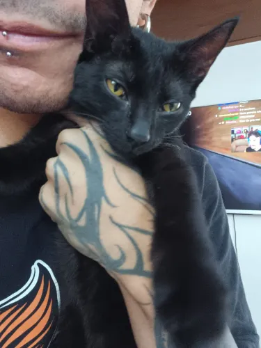 Gatinho Filhote Mansinho Pretinho