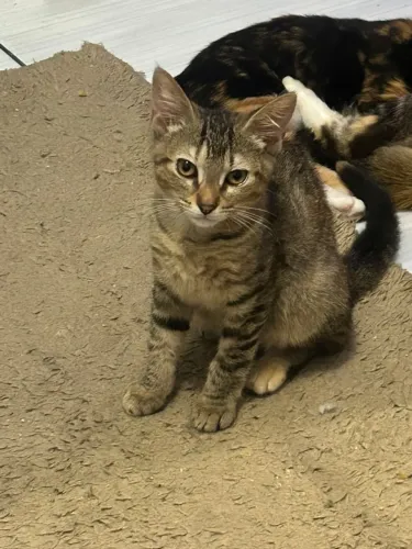 Doação filhote gatinhos