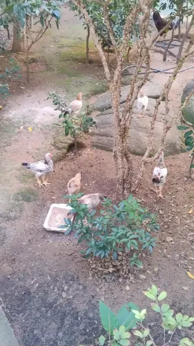 Frangos e Frangas de 3 meses.